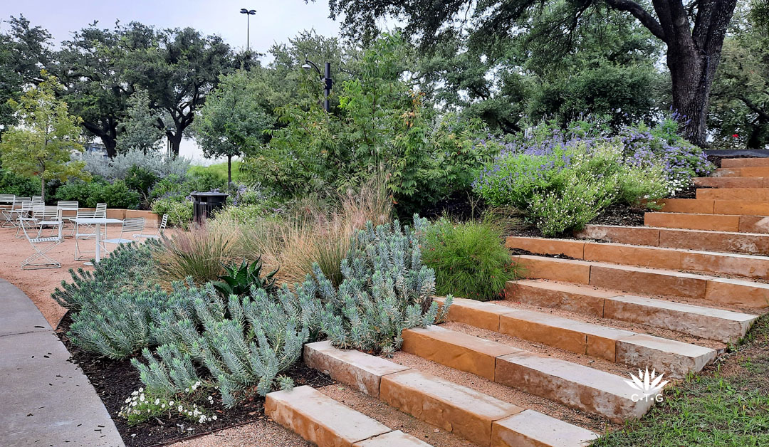 stone steps bordeded with silvery euphorbia rigida and perennials