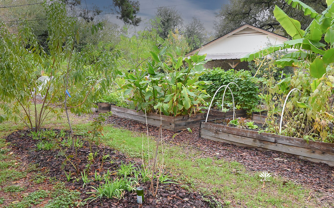 fruit trees and raised beds of vegetables 