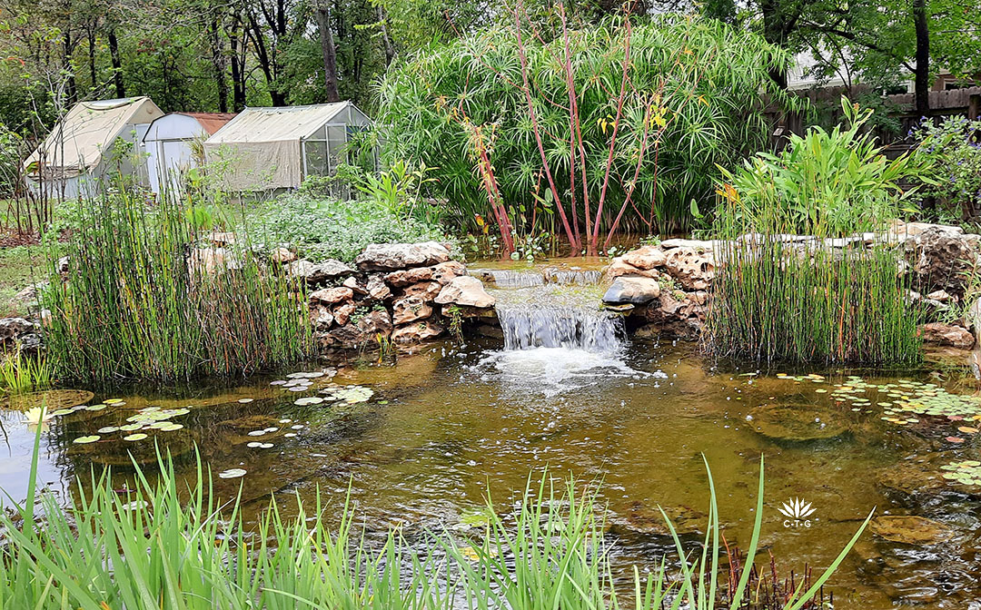 backyard pond bordered by fruit trees and greenhouses